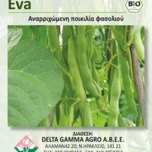 φασολι eva
